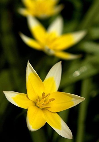 Botanische tulp (Tulipa tarda)