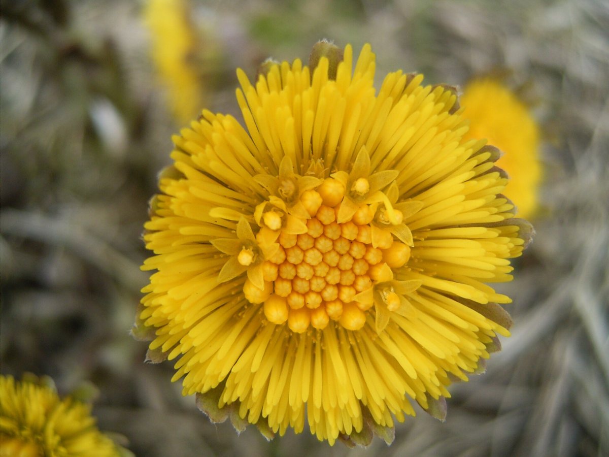 Klein hoefblad (Tussilago farfara)