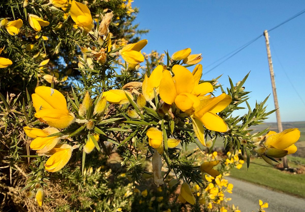 Gaspeldoorn (Ulex europaeus)