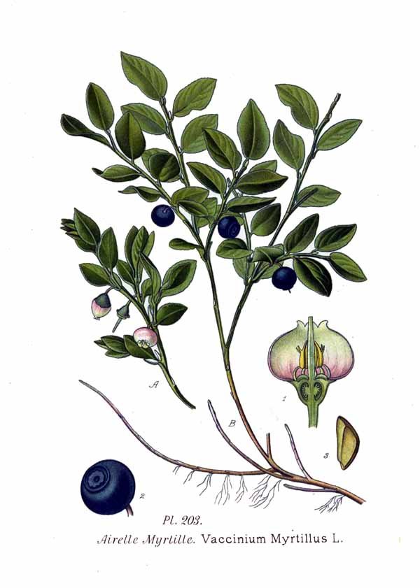 Blauwe bosbes (Vaccinium myrtillus)