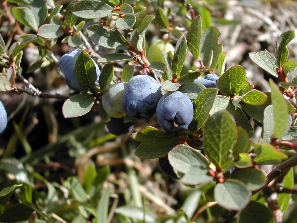 Rijsbes (Vaccinium uliginosum)