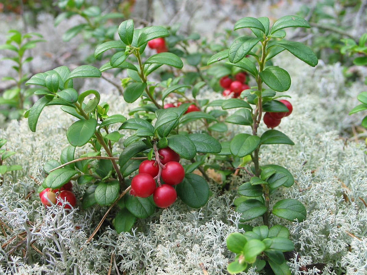 Rode bosbes (Vaccinium vitis-idaea)