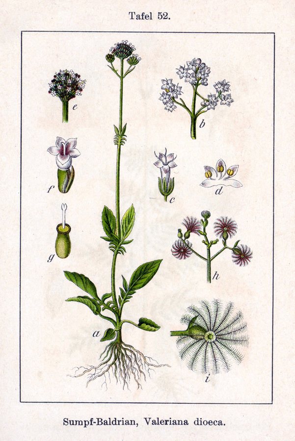 Kleine valeriaan (Valeriana dioica)
