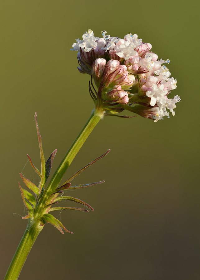 Echte valeriaan (Valeriana officinalis)