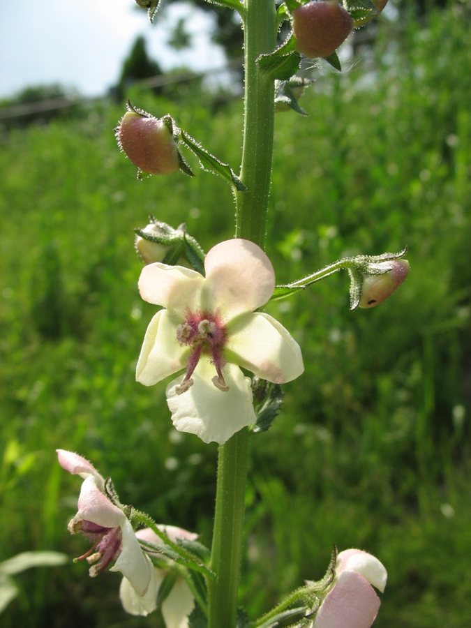 Mottekruid (Verbascum blattaria)