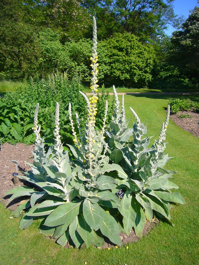 Stalkaars (Verbascum densiflorum)