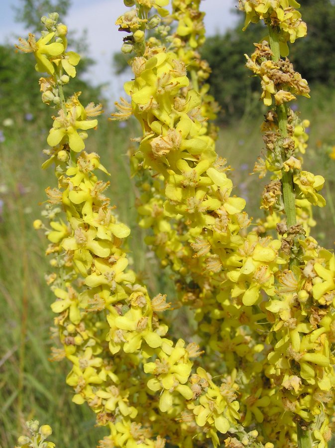 Melige toorts (Verbascum lychnitis)