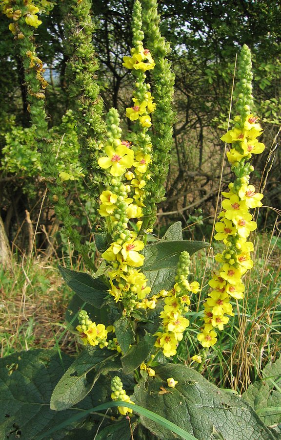 Zwarte toorts (Verbascum nigrum)