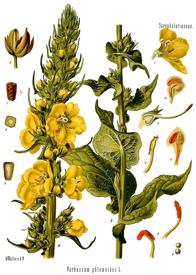 Keizerskaars (Verbascum phlomoides)
