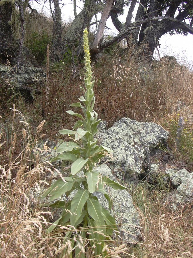 Koningskaars (Verbascum thapsus)