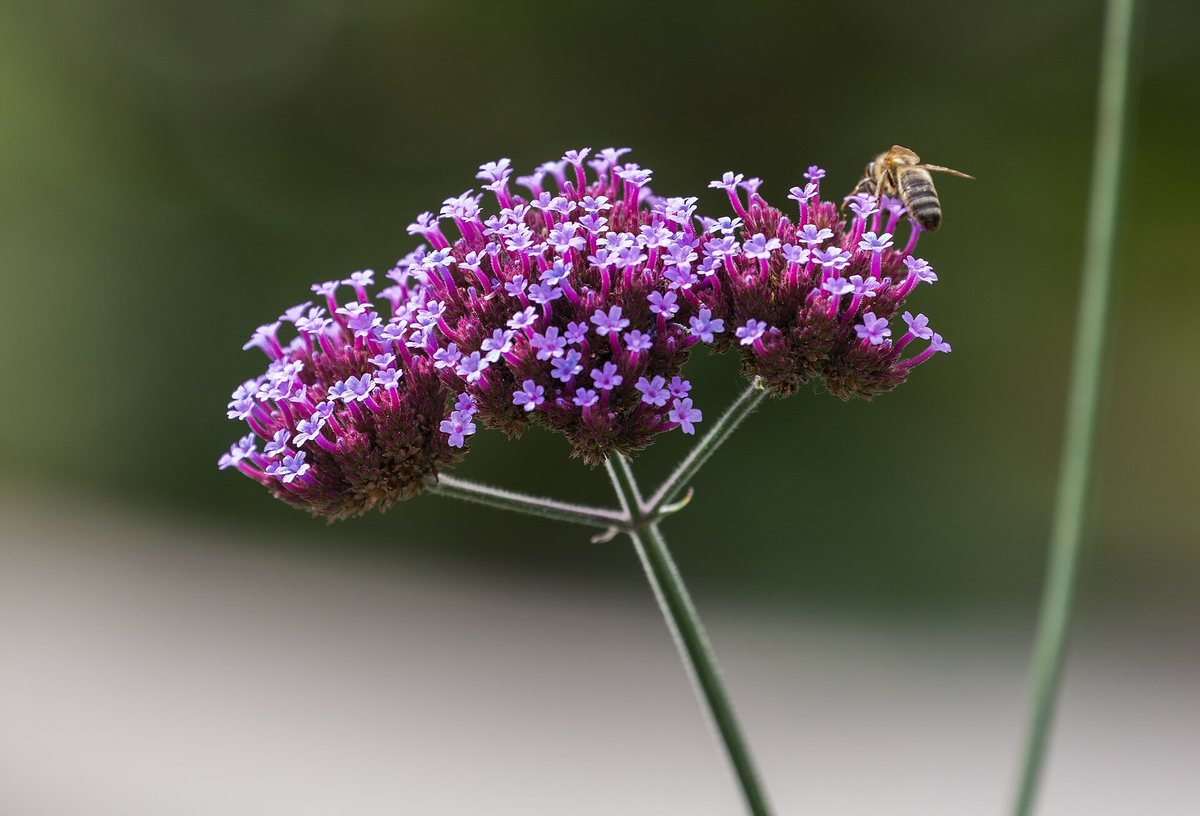 IJzerhard (Verbena bonariensis)
