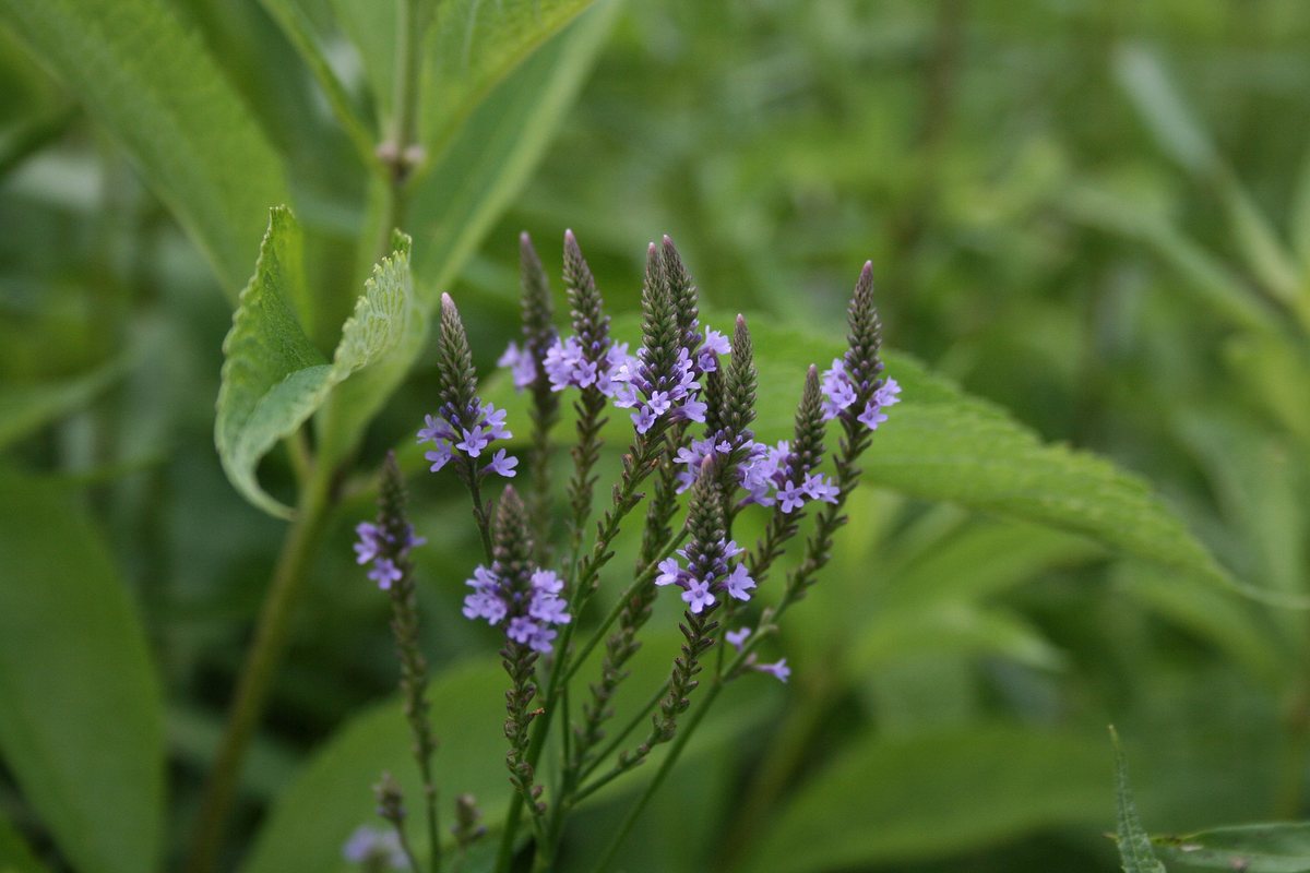 IJzerhard (Verbena hastata)