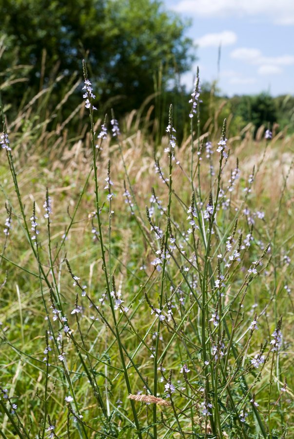 IJzerhard / IJzerkruid / Strooikruid (Verbena officinalis)