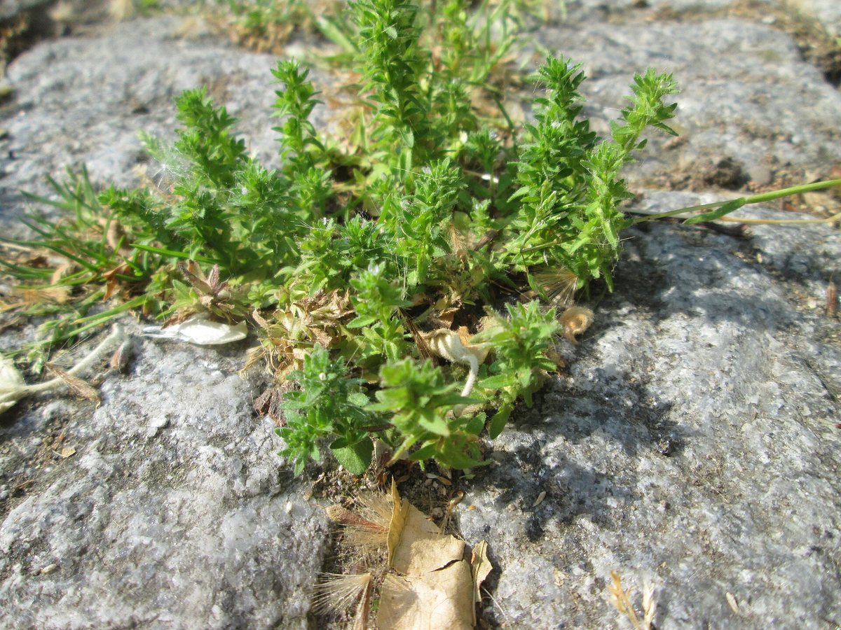 Veldereprijs (Veronica arvensis)
