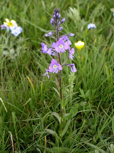 (Ereprijs) (Veronica gentianoides)