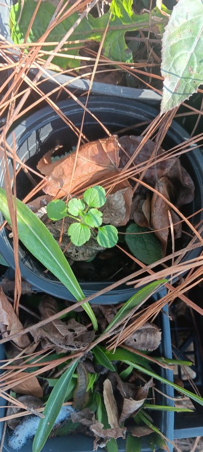 Klimopereprijs (Veronica hederifolia)
