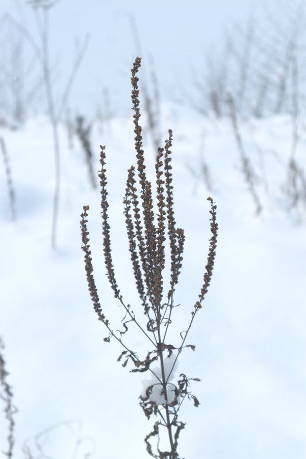 Lange ereprijs (Veronica longifolia)