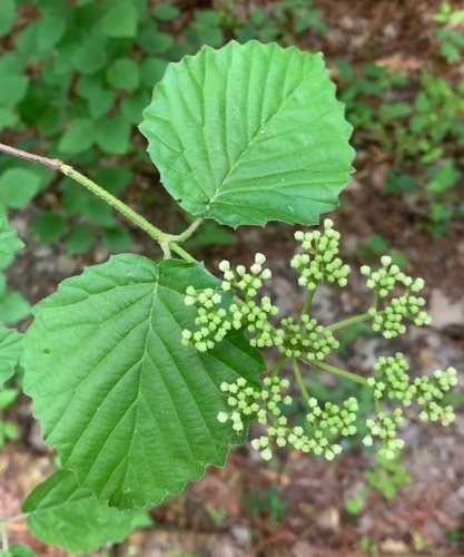 Sneeuwbal (Viburnum dentatum)