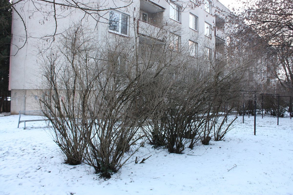 Sneeuwbal (Viburnum henryi)