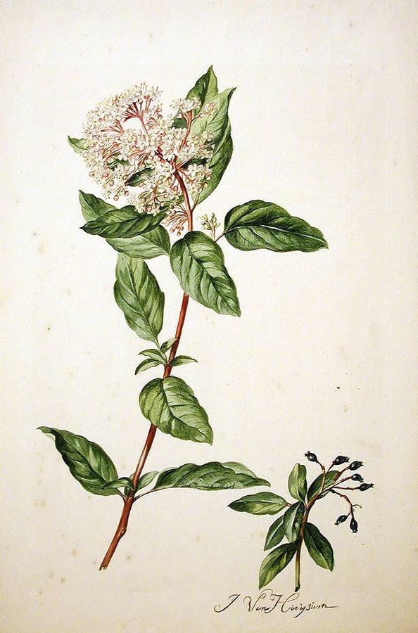 Lauriersneeuwbal (Viburnum tinus)