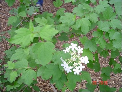 Sneeuwbal (Viburnum trilobum)