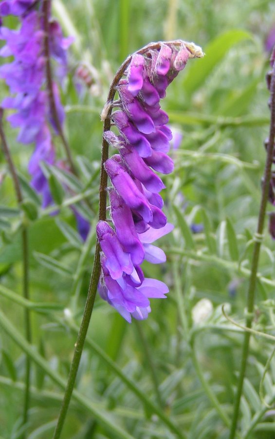 Vogelwikke (Vicia cracca)