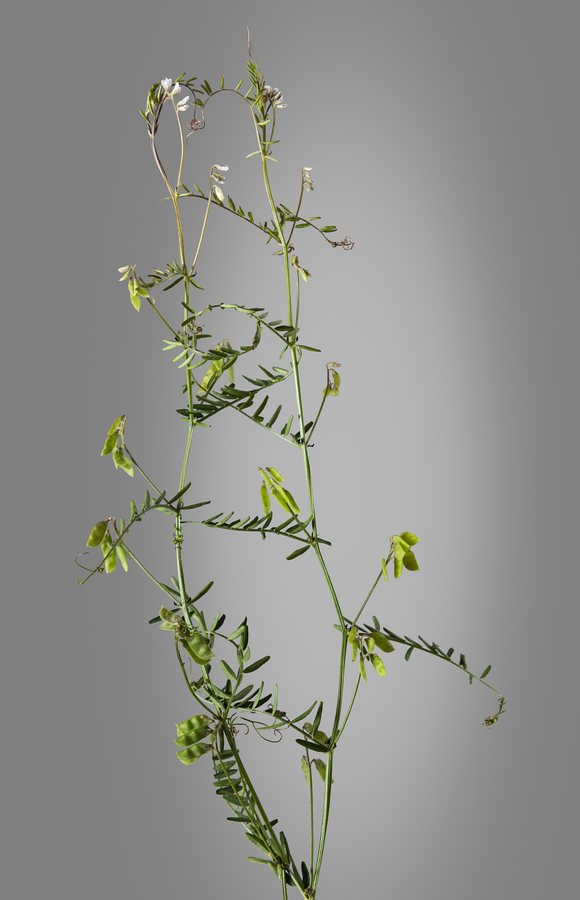 Ringelwikke (Vicia hirsuta)