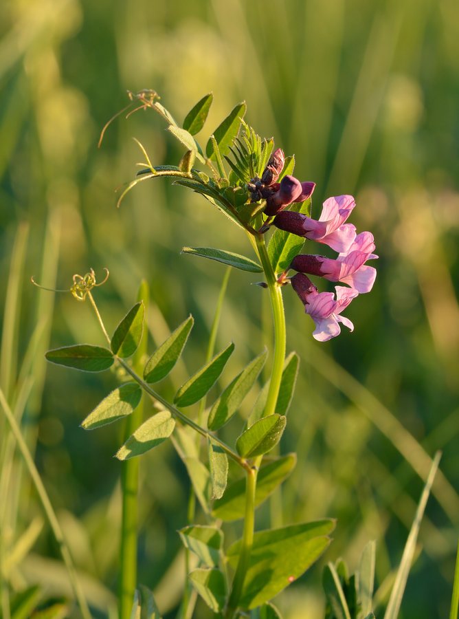 Heggenwikke (Vicia sepium)