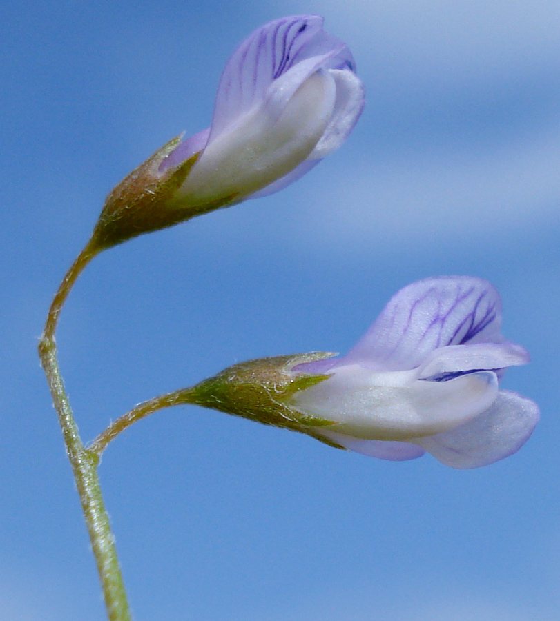 Vierzadige wikke (Vicia tetrasperma)