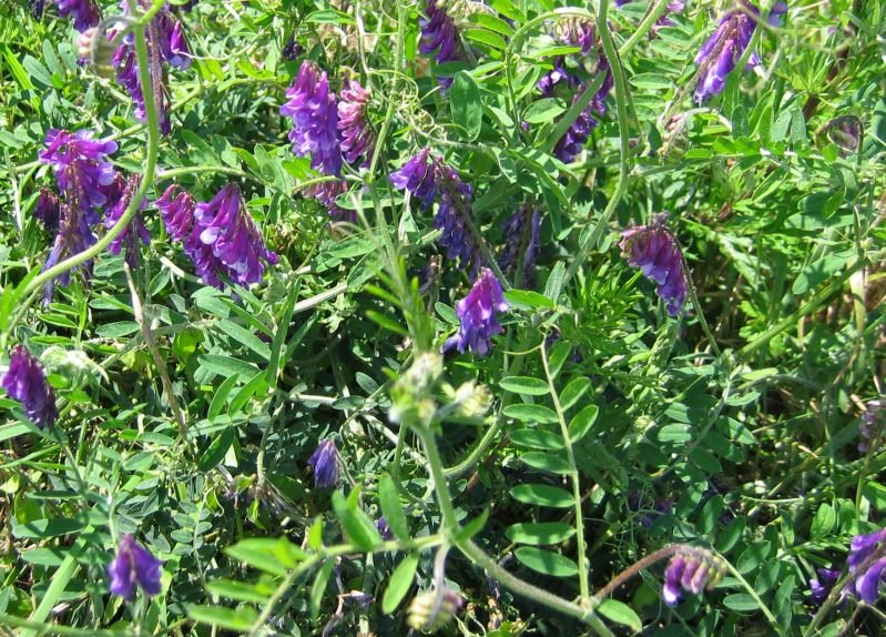 Bonte wikke (Vicia villosa)