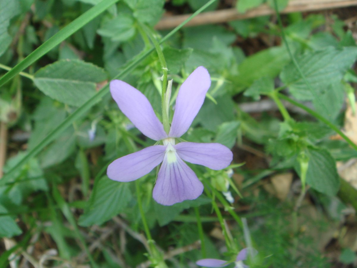 Hoornviooltje (Viola cornuta)