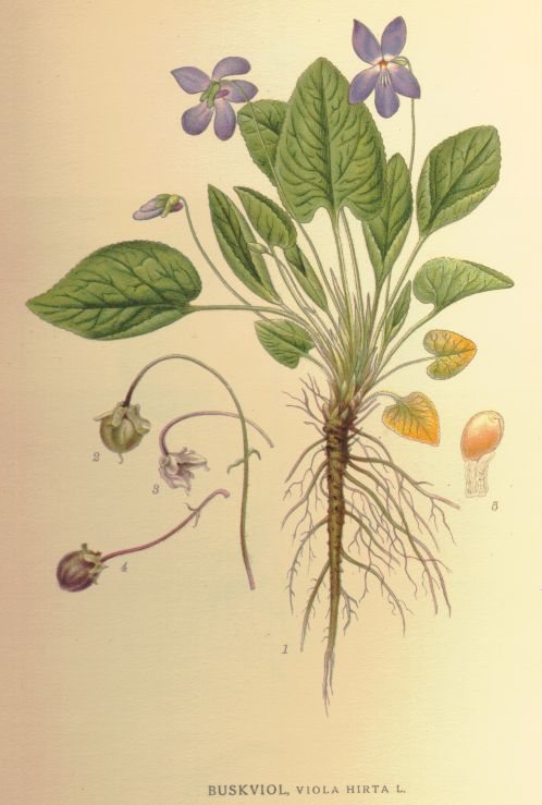 Ruig viooltje (Viola hirta)