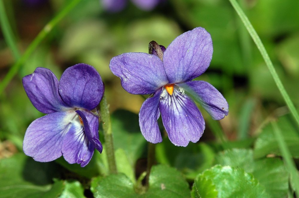 Maarts viooltje (Viola odorata)