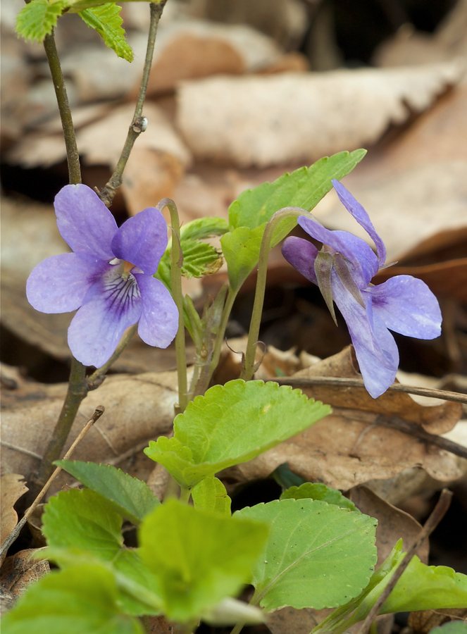Donkersporig bosviooltje (Viola reichenbachiana)