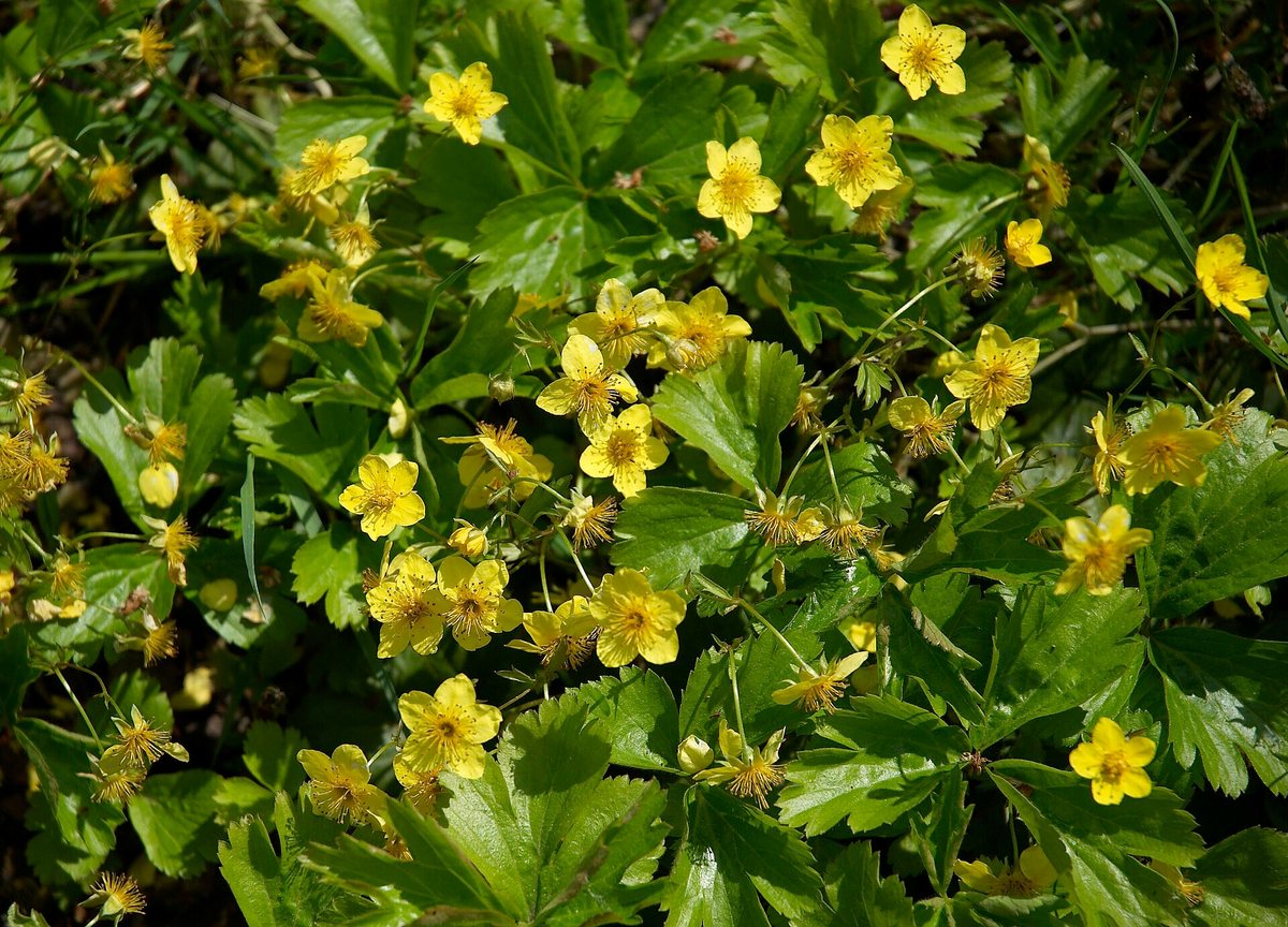 Gele aardbei / Goudaardbei (Waldsteinia ternata)