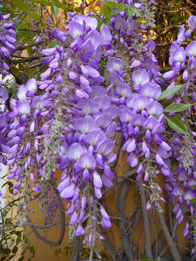 Blauwe regen (Wisteria sinensis)