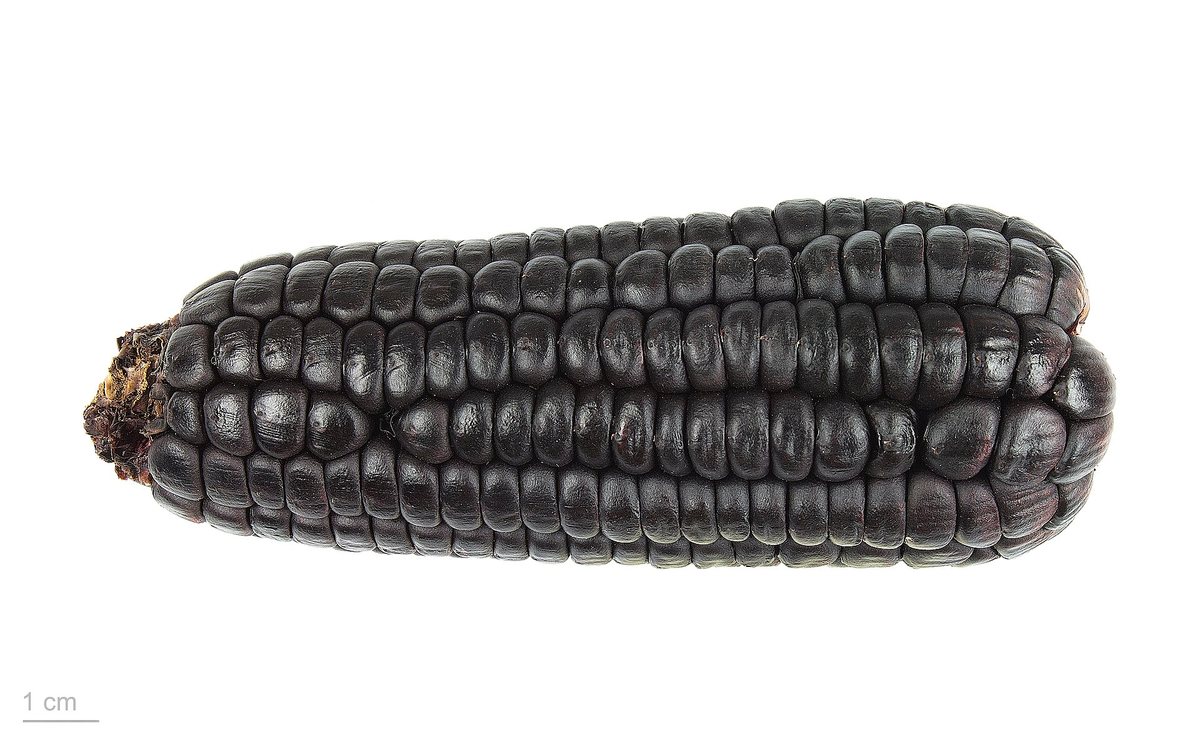 Mais (Zea mays)