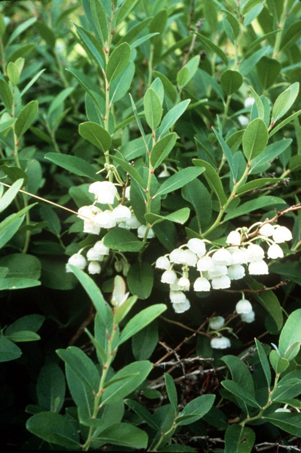 Zenobia (Zenobia pulverulenta)