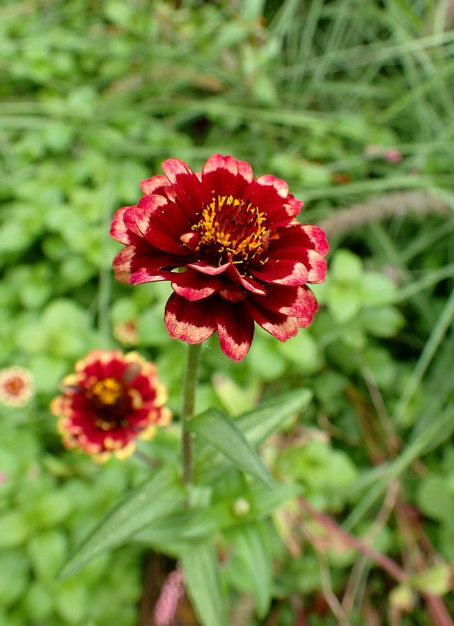 Zinnia (Zinnia haageana)